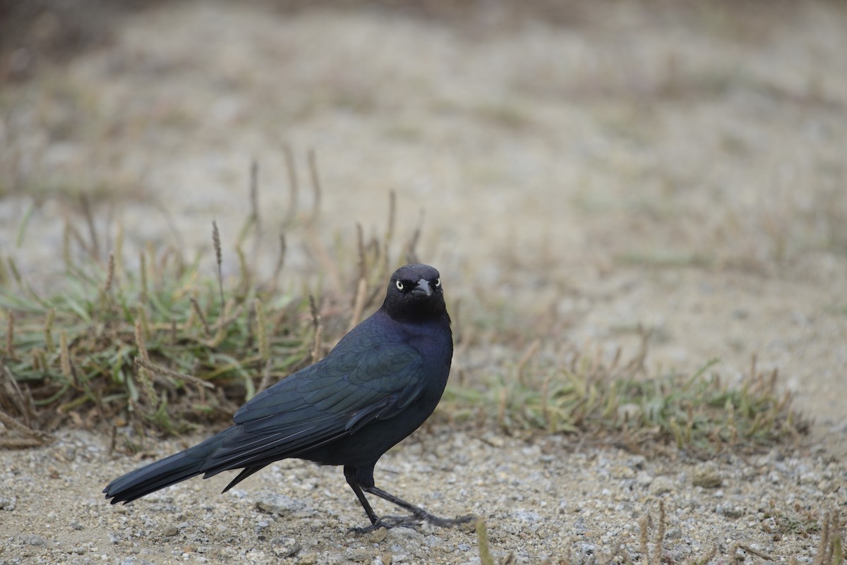Brewer's Blackbird - ML642792263