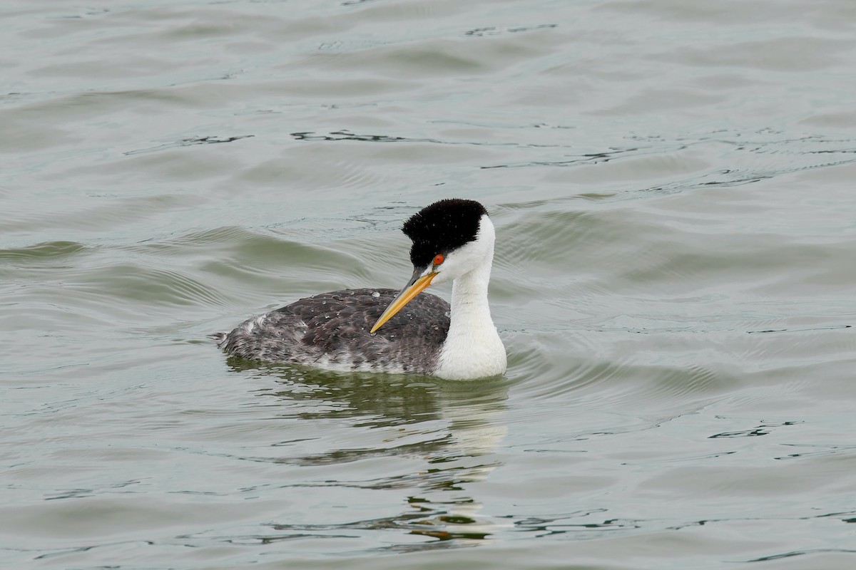 Western/Clark's Grebe - ML642792268