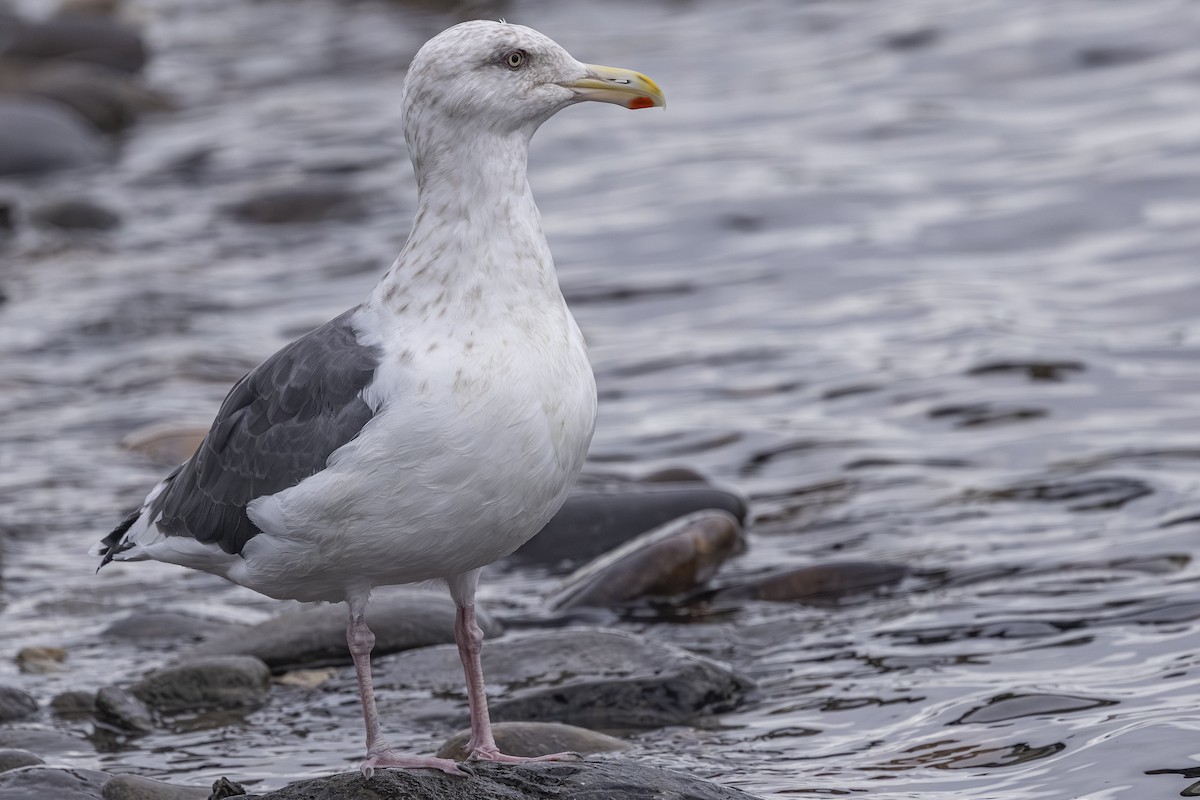 Slaty-backed Gull - ML642792270