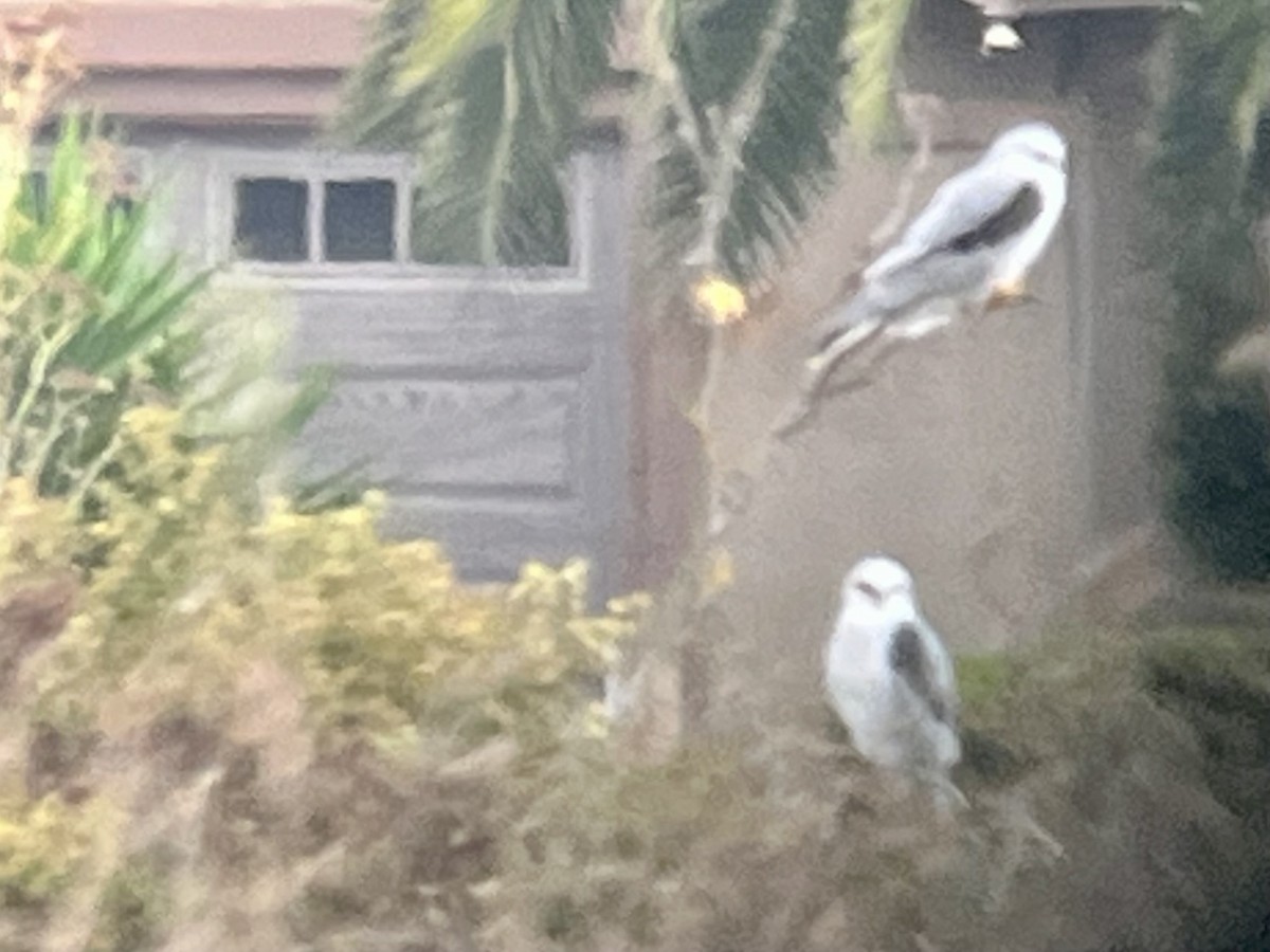 White-tailed Kite - ML642792275