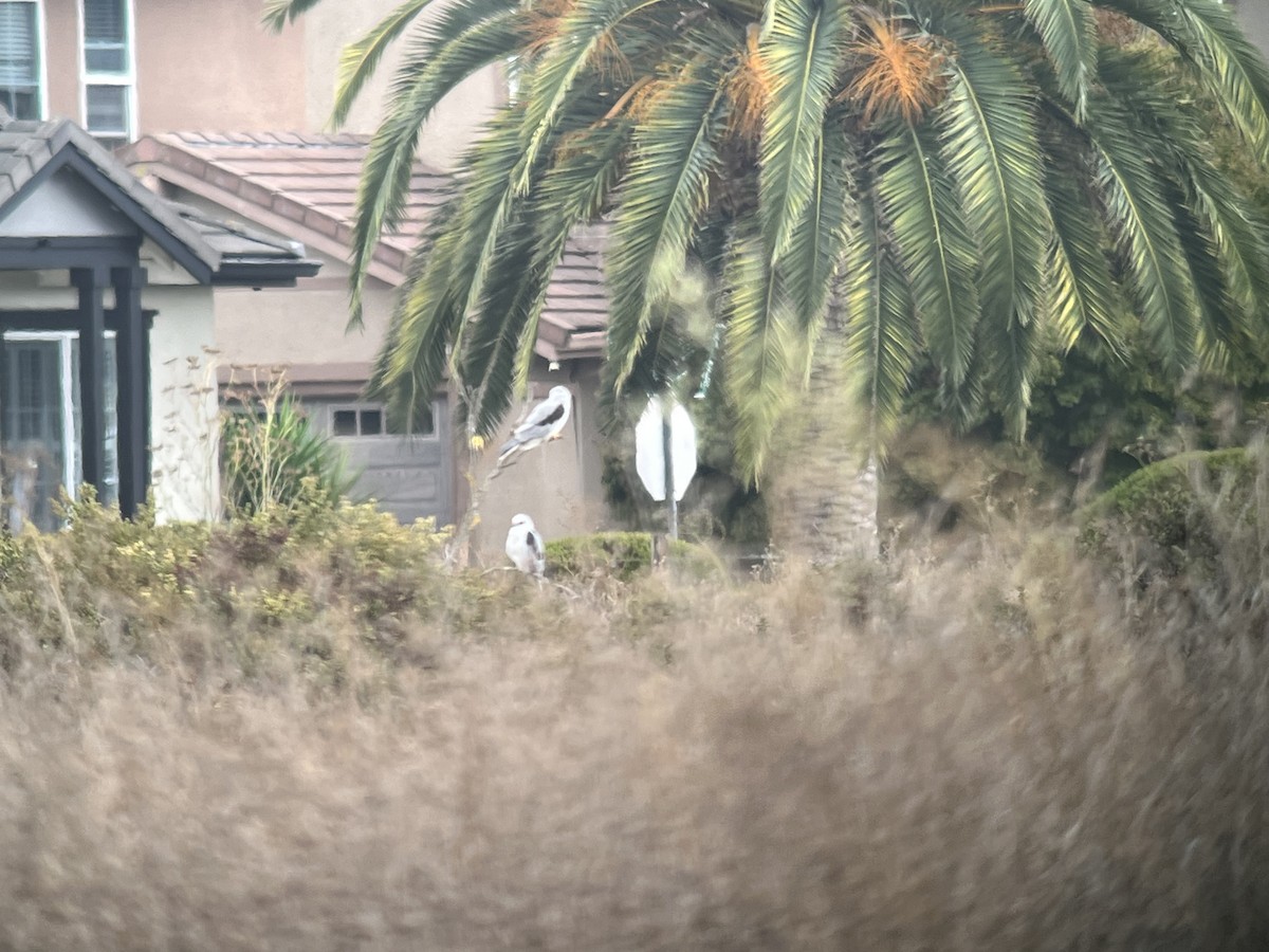 White-tailed Kite - ML642792276