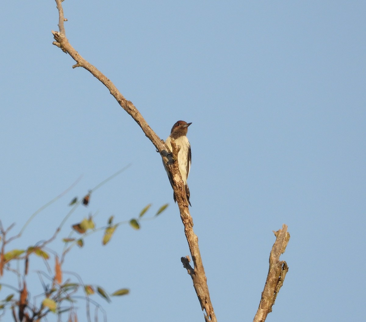 Red-headed Woodpecker - ML642792278