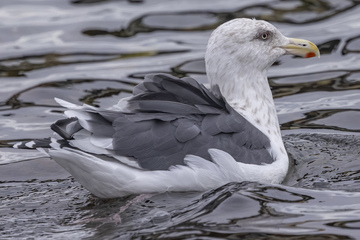 Slaty-backed Gull - ML642792279