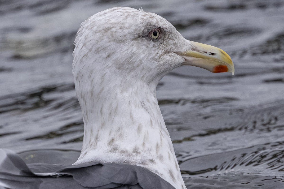 Slaty-backed Gull - ML642792281