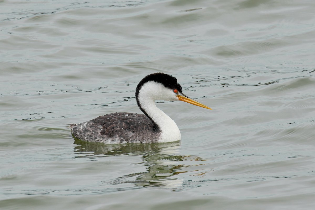 Western/Clark's Grebe - ML642792283