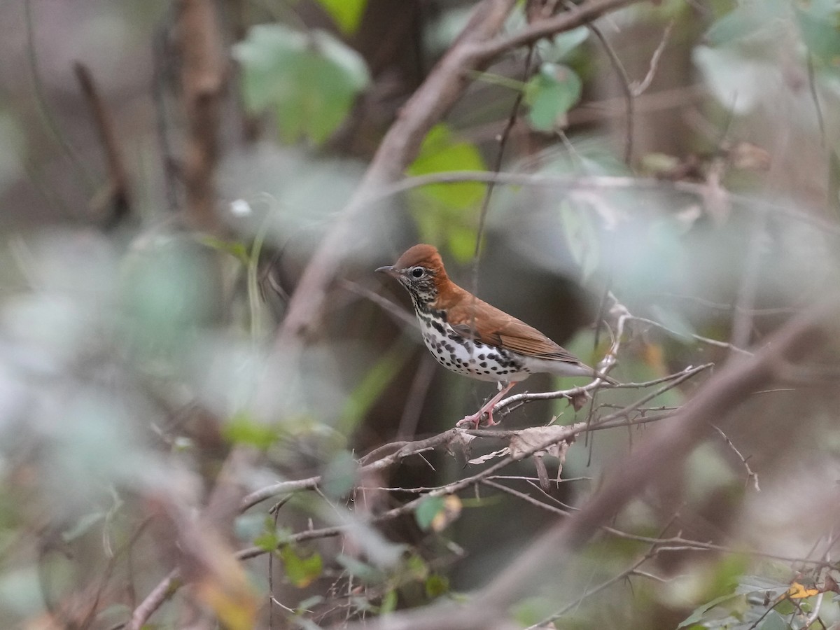 Wood Thrush - ML642792285