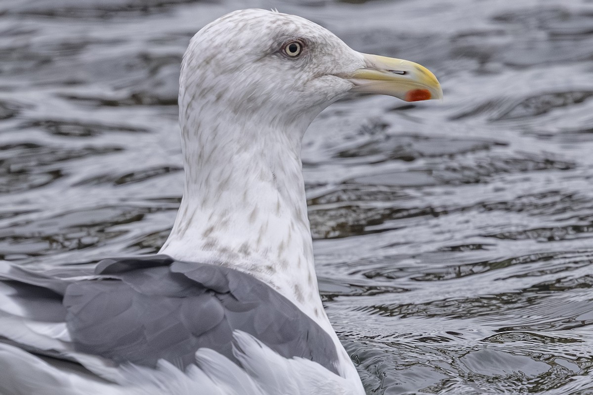 Slaty-backed Gull - ML642792290