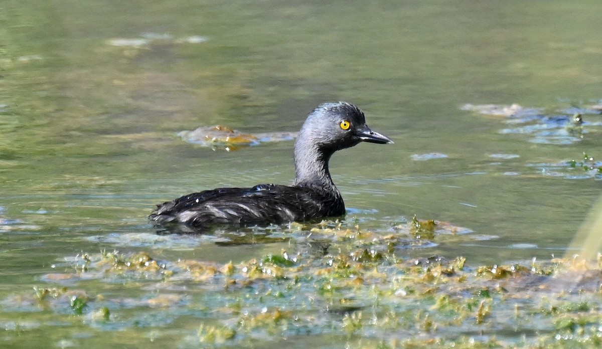 Least Grebe - ML642792294