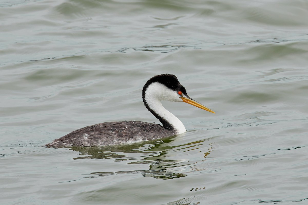 Western/Clark's Grebe - ML642792295