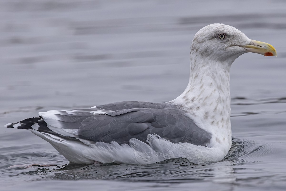 Slaty-backed Gull - ML642792296