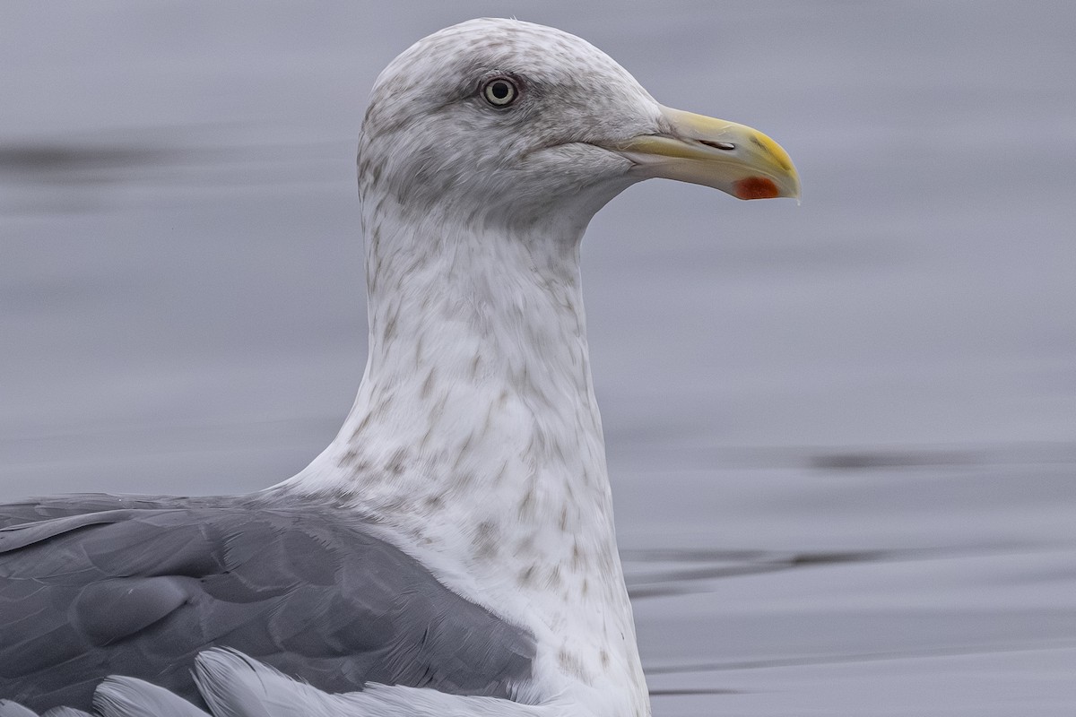Slaty-backed Gull - ML642792305
