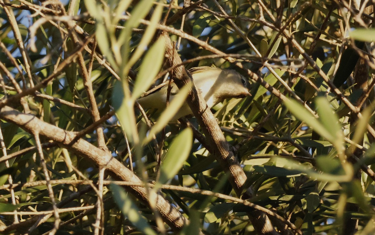 Warbling Vireo - ML642792306