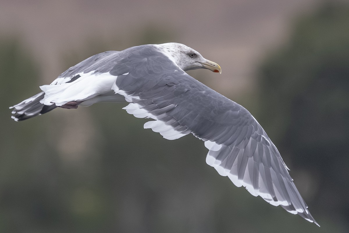Slaty-backed Gull - ML642792322
