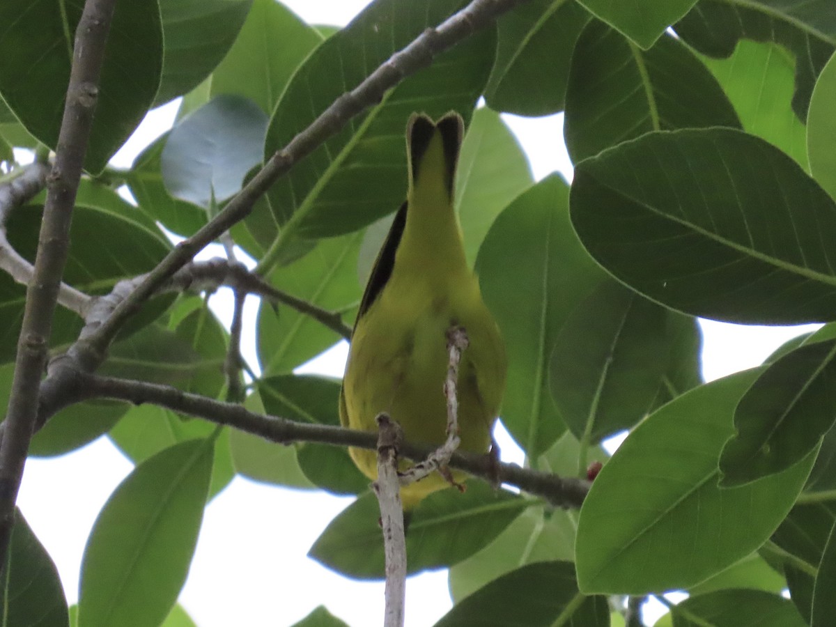 Yellow Warbler - ML642792342