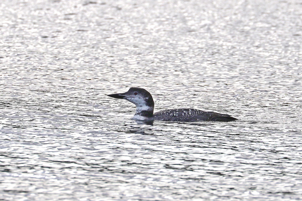 Common Loon - ML642792343