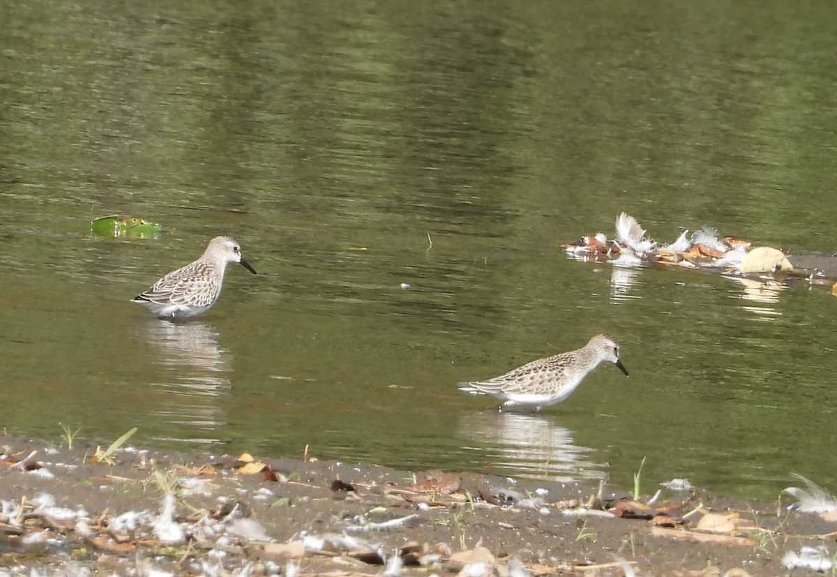 Semipalmated Sandpiper - ML642792348