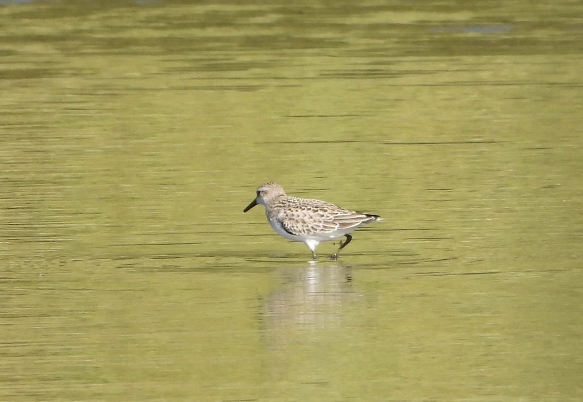 Semipalmated Sandpiper - ML642792349