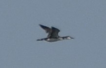 Common Loon - ML642792350