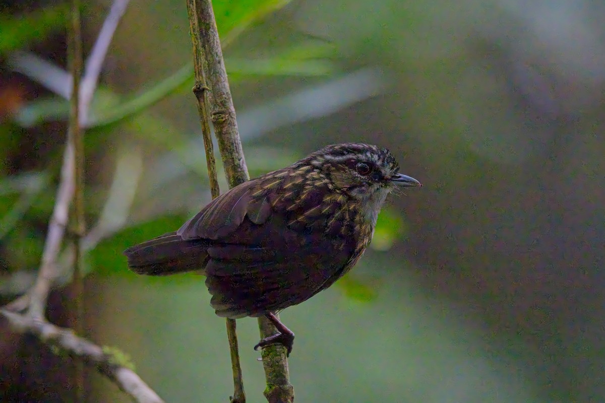 Mountain Wren-Babbler - ML642792352