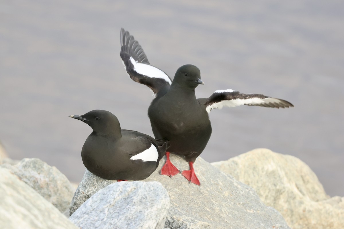 Black Guillemot - ML642792366