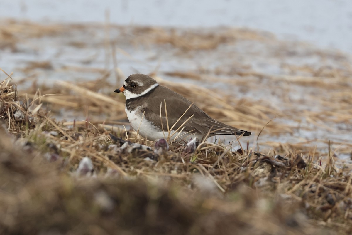 Semipalmated Plover - ML642792370