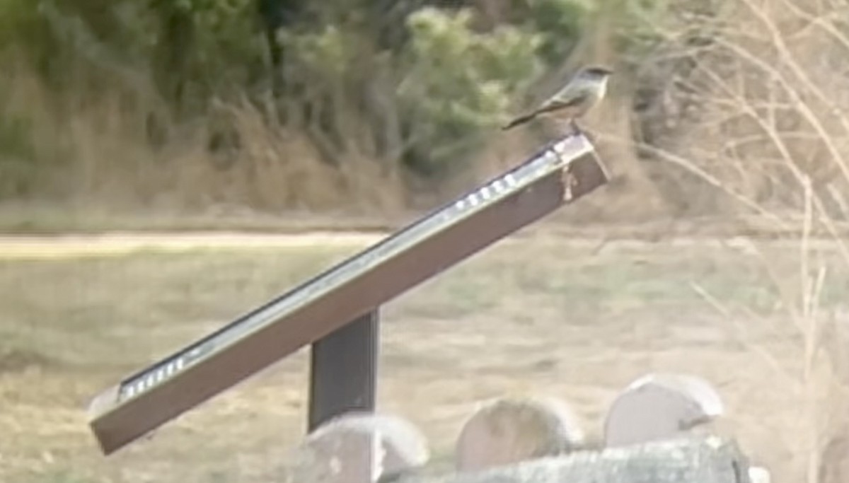 Say's Phoebe - ML642792380