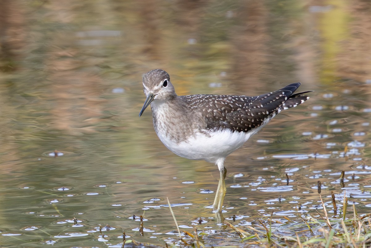 Solitary Sandpiper - ML642792399