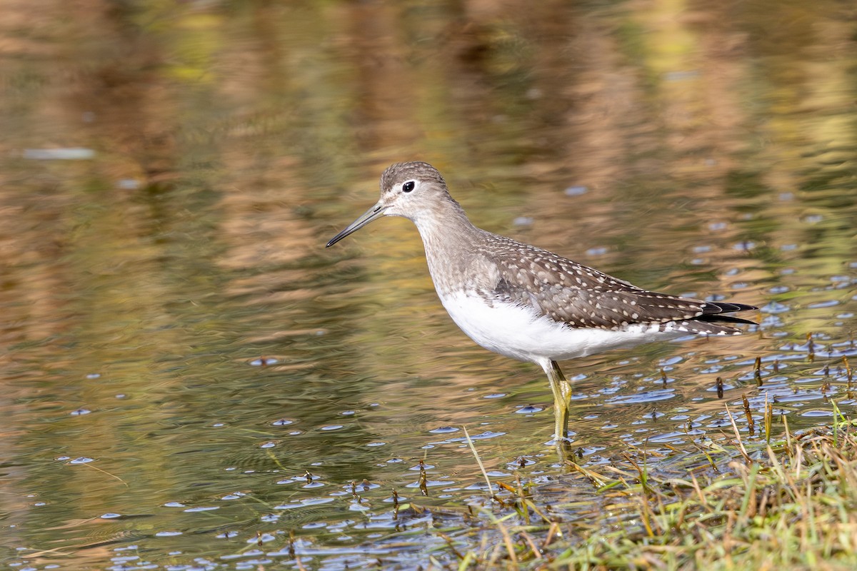 Solitary Sandpiper - ML642792400