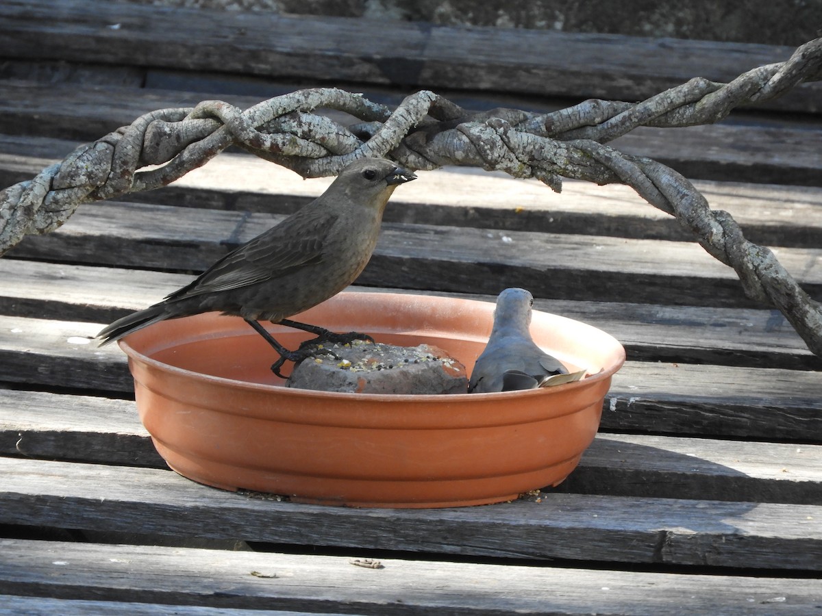 Shiny Cowbird - ML642792405
