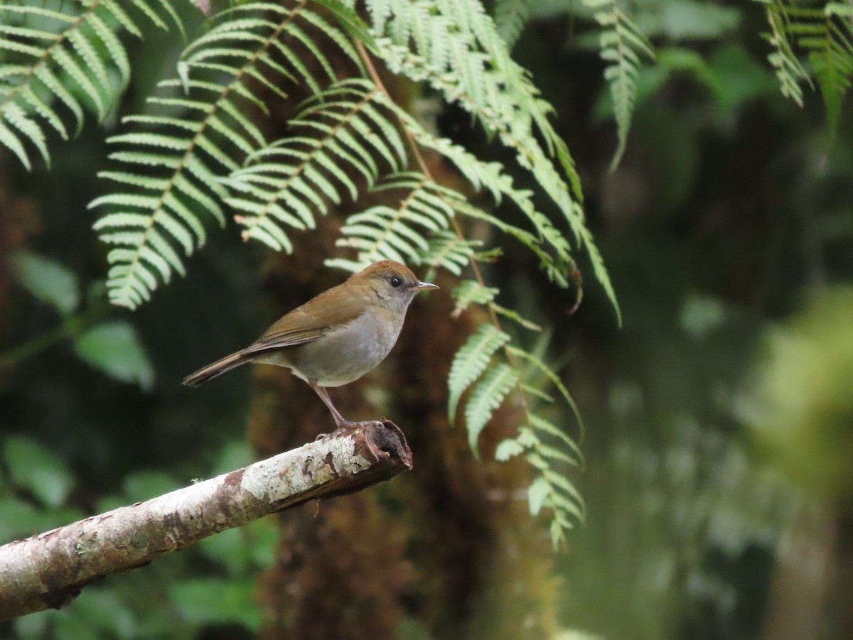 Ruddy-capped Nightingale-Thrush - ML642792411