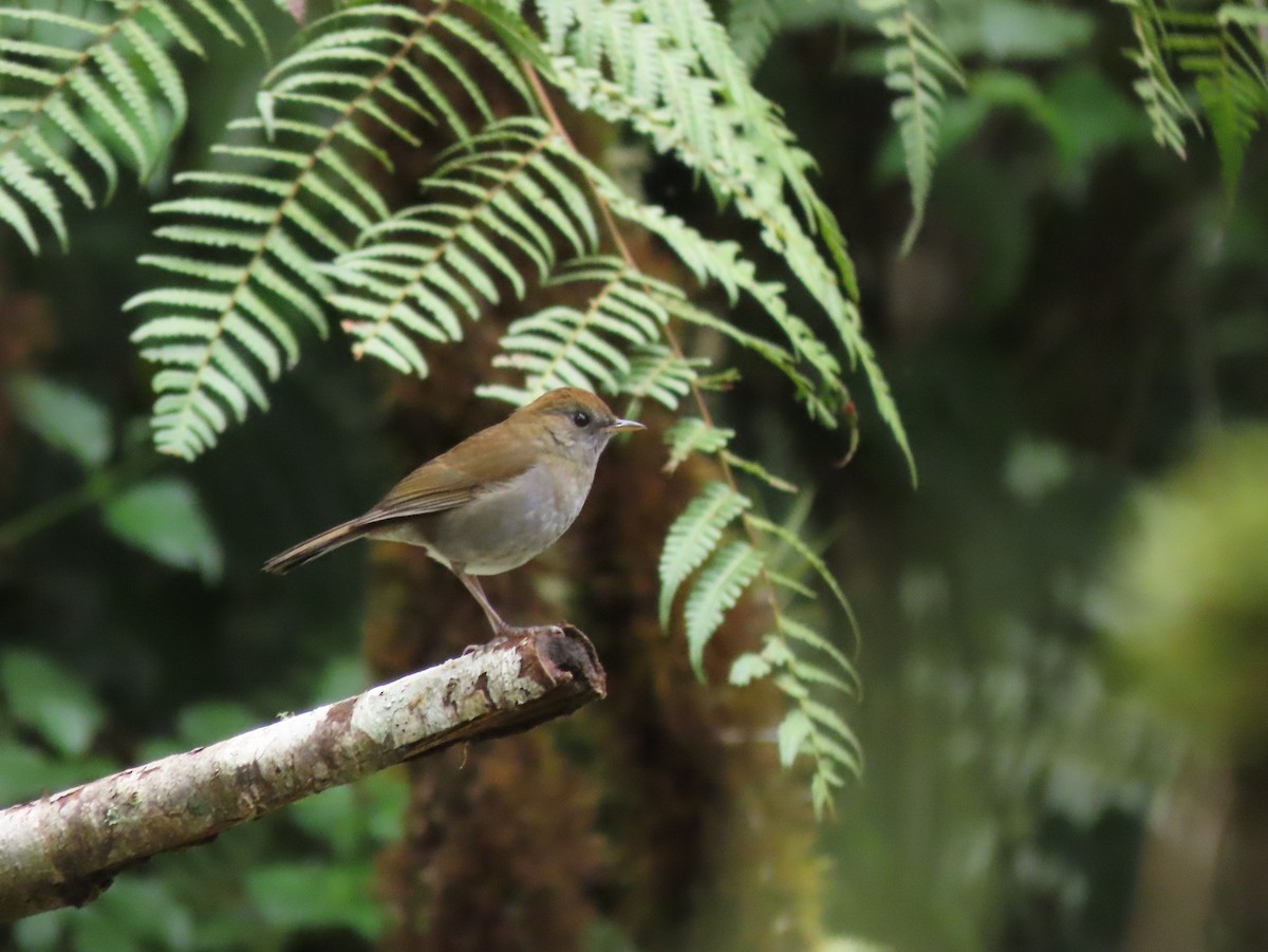 Ruddy-capped Nightingale-Thrush - ML642792412