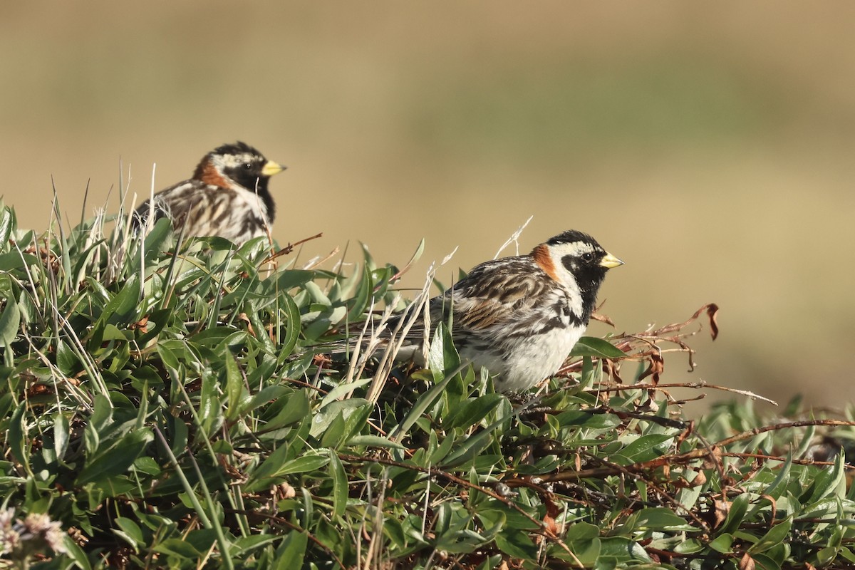 Lapland Longspur - ML642792431