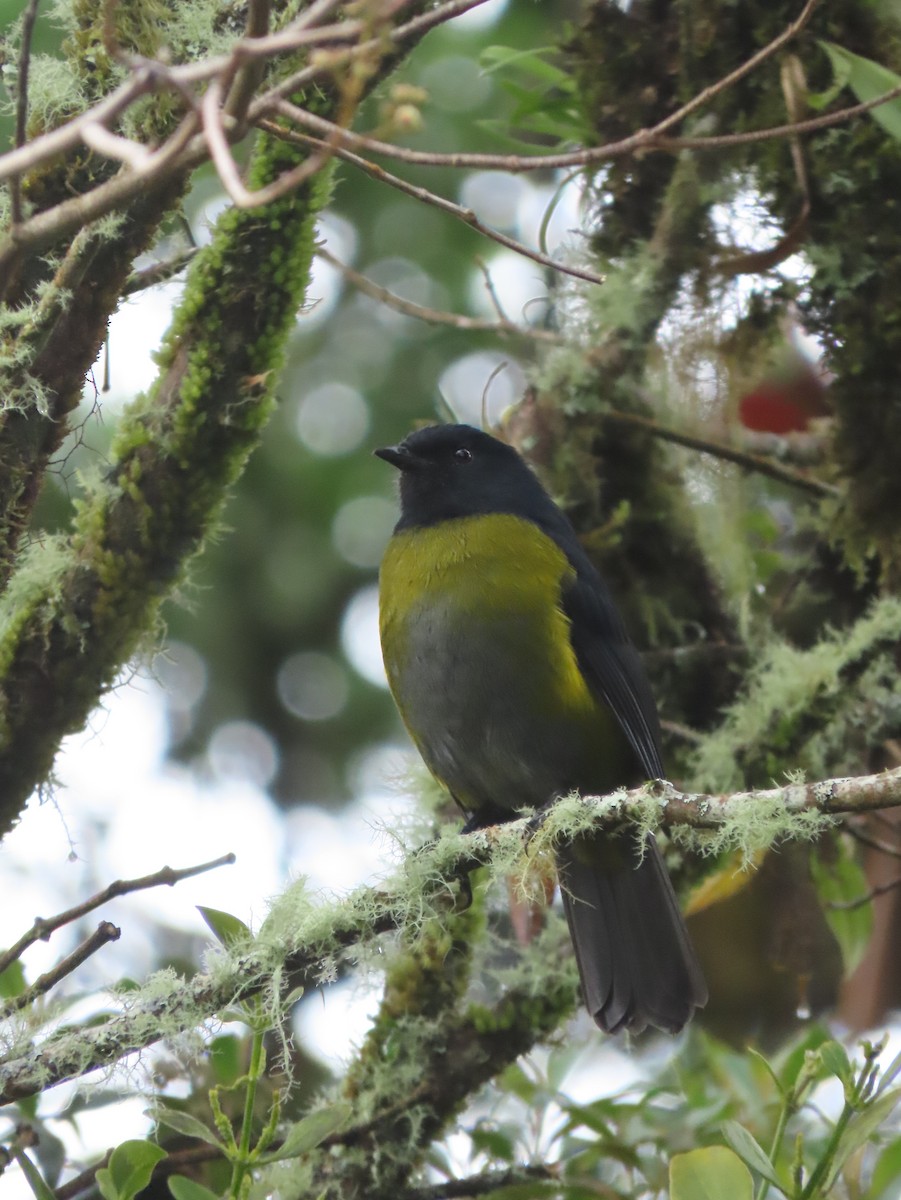 Black-and-yellow Silky-flycatcher - ML642792434