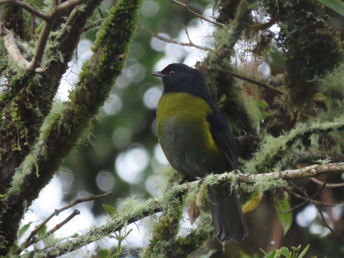 Black-and-yellow Silky-flycatcher - ML642792435