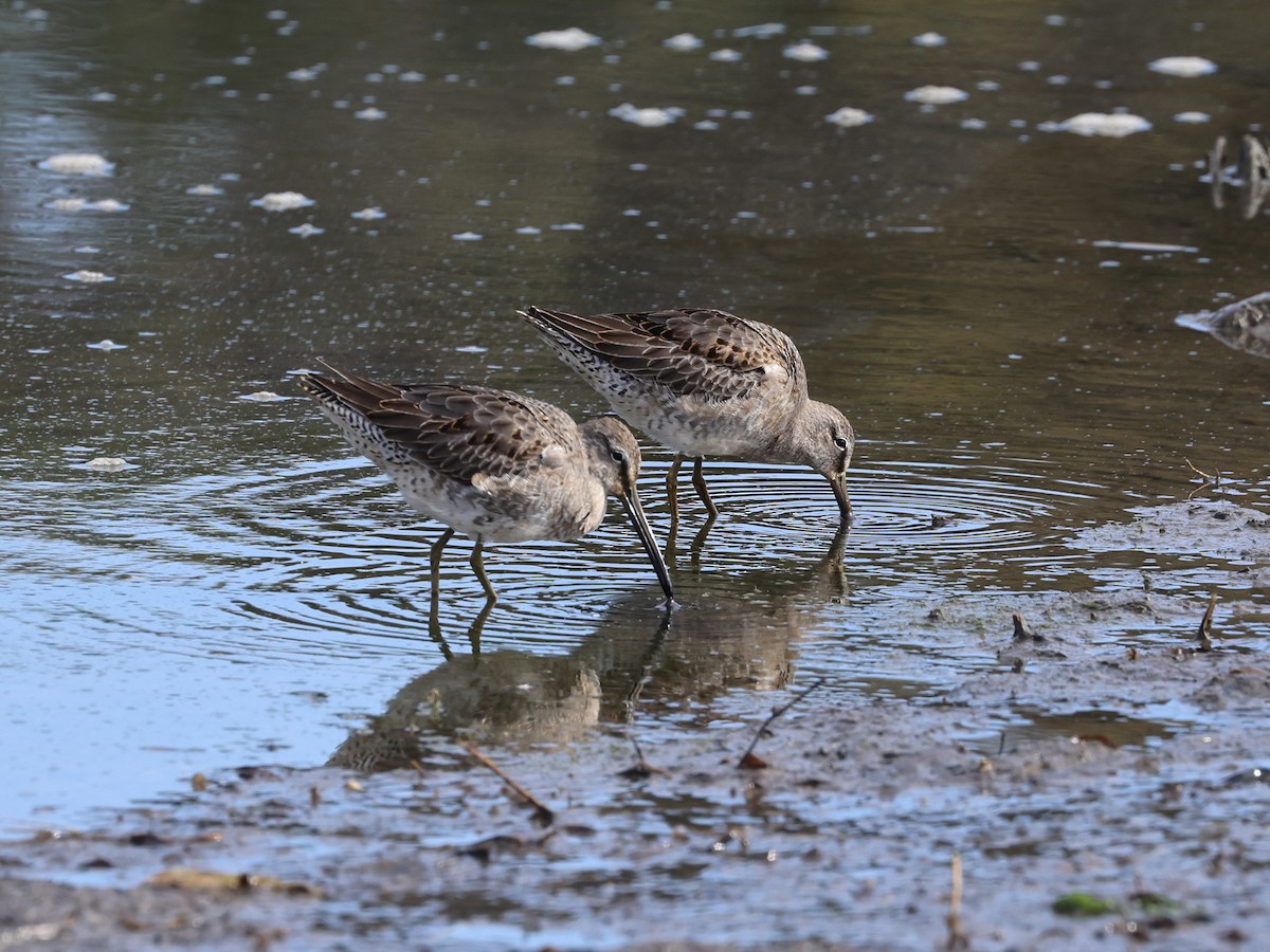 Short-billed/Long-billed Dowitcher - ML642792444