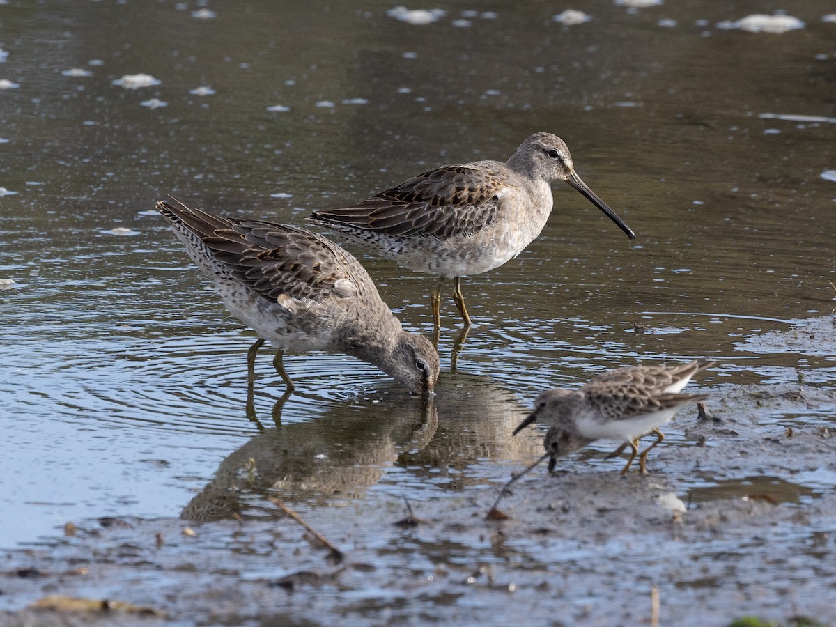 Short-billed/Long-billed Dowitcher - ML642792445