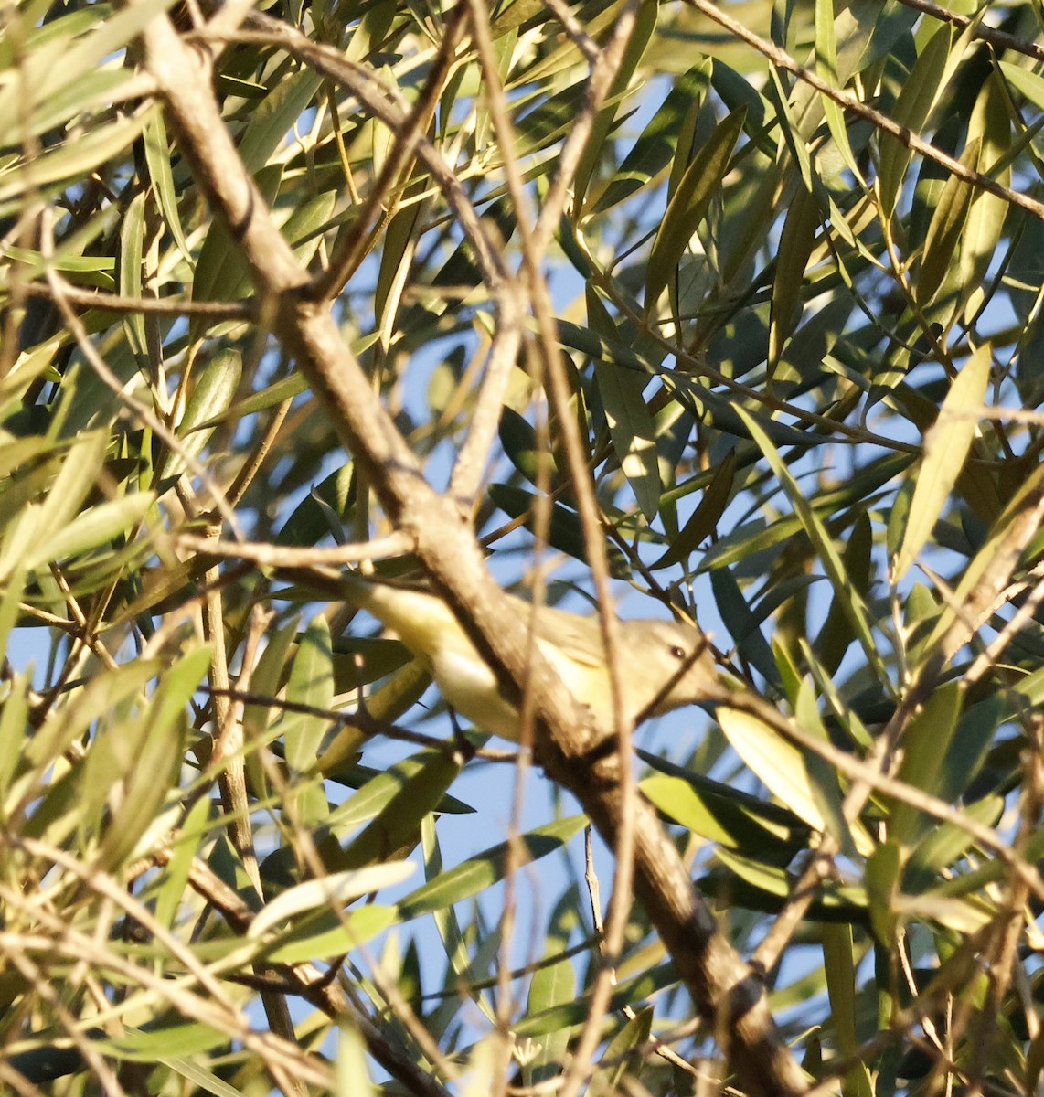 Warbling Vireo - ML642792458