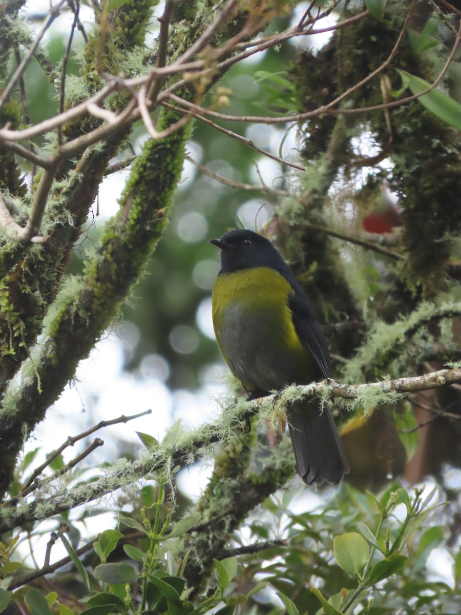 Black-and-yellow Silky-flycatcher - ML642792465