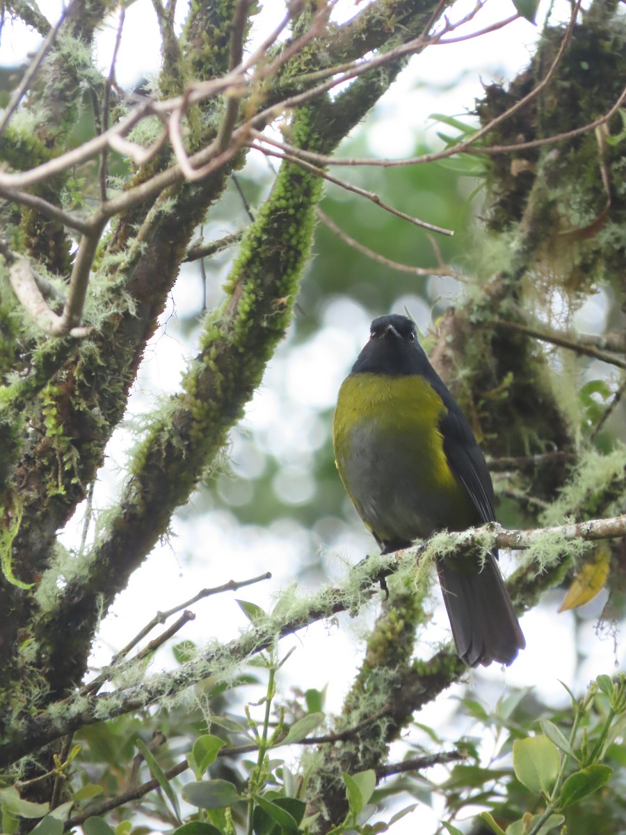 Black-and-yellow Silky-flycatcher - ML642792466