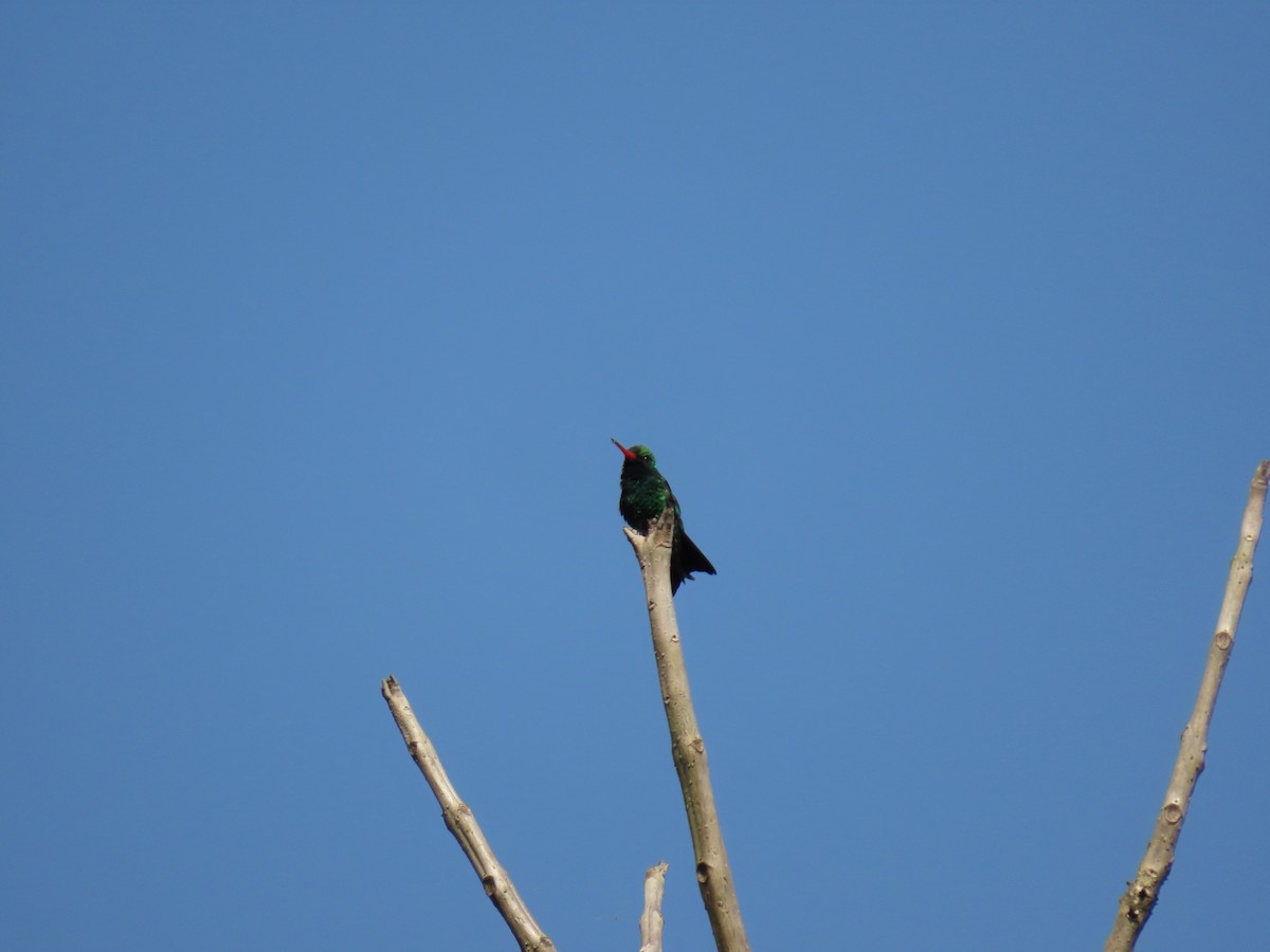Glittering-bellied Emerald - ML642792468