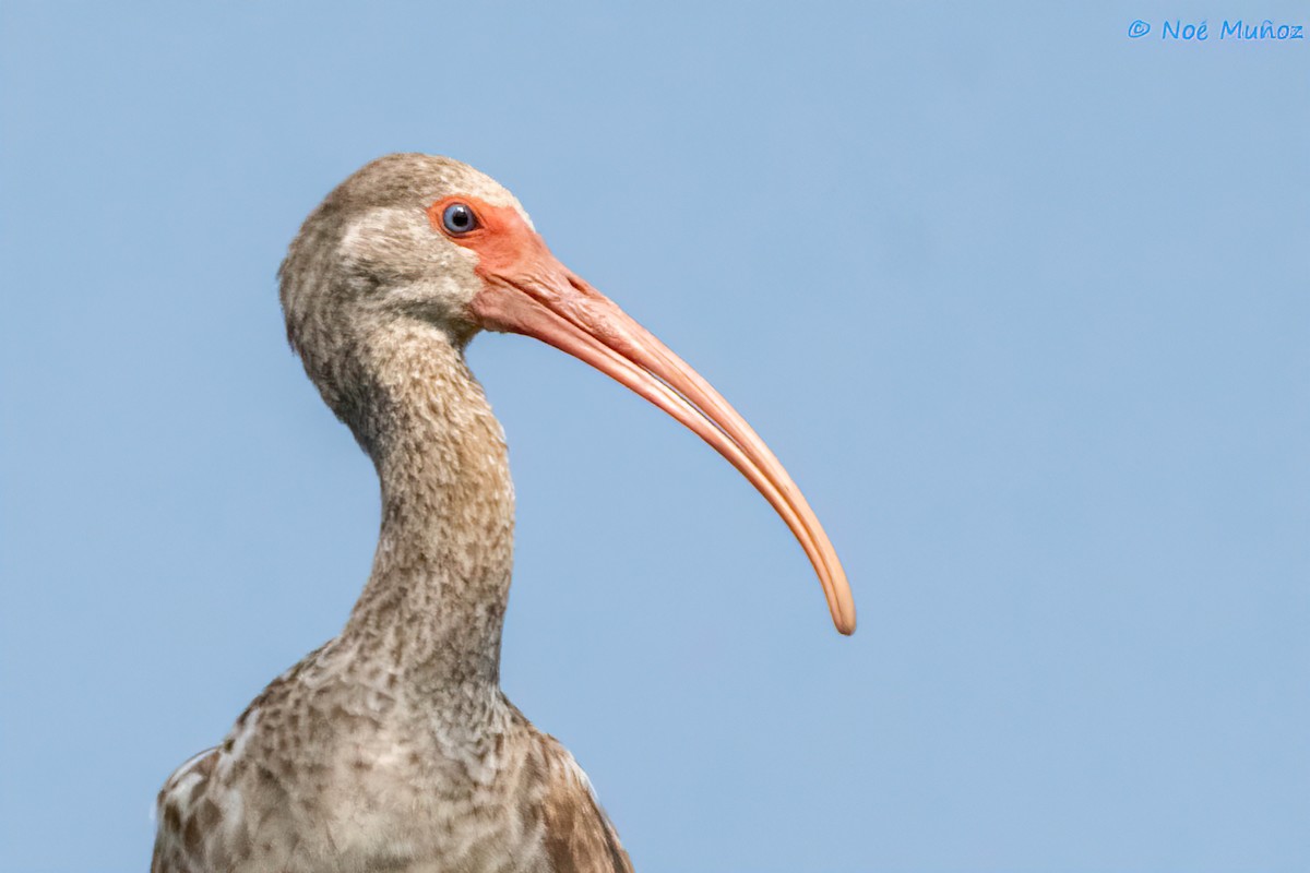 White Ibis - ML642792471