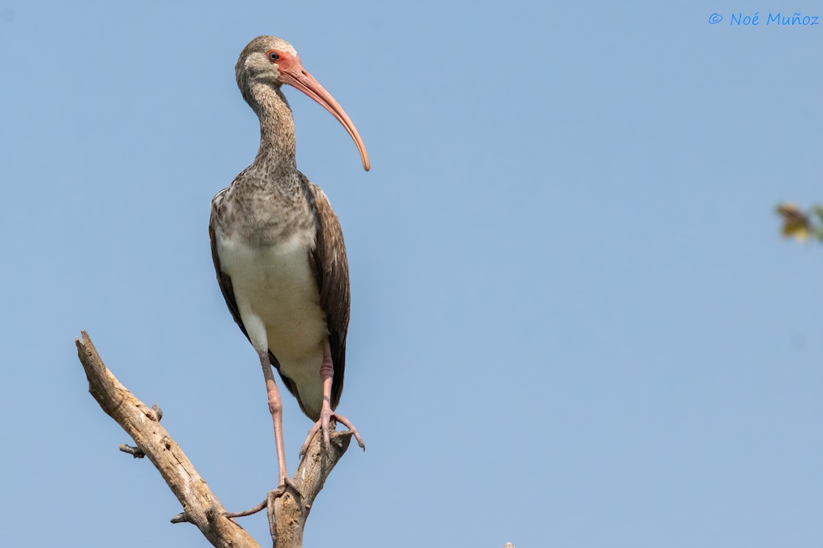 White Ibis - ML642792472