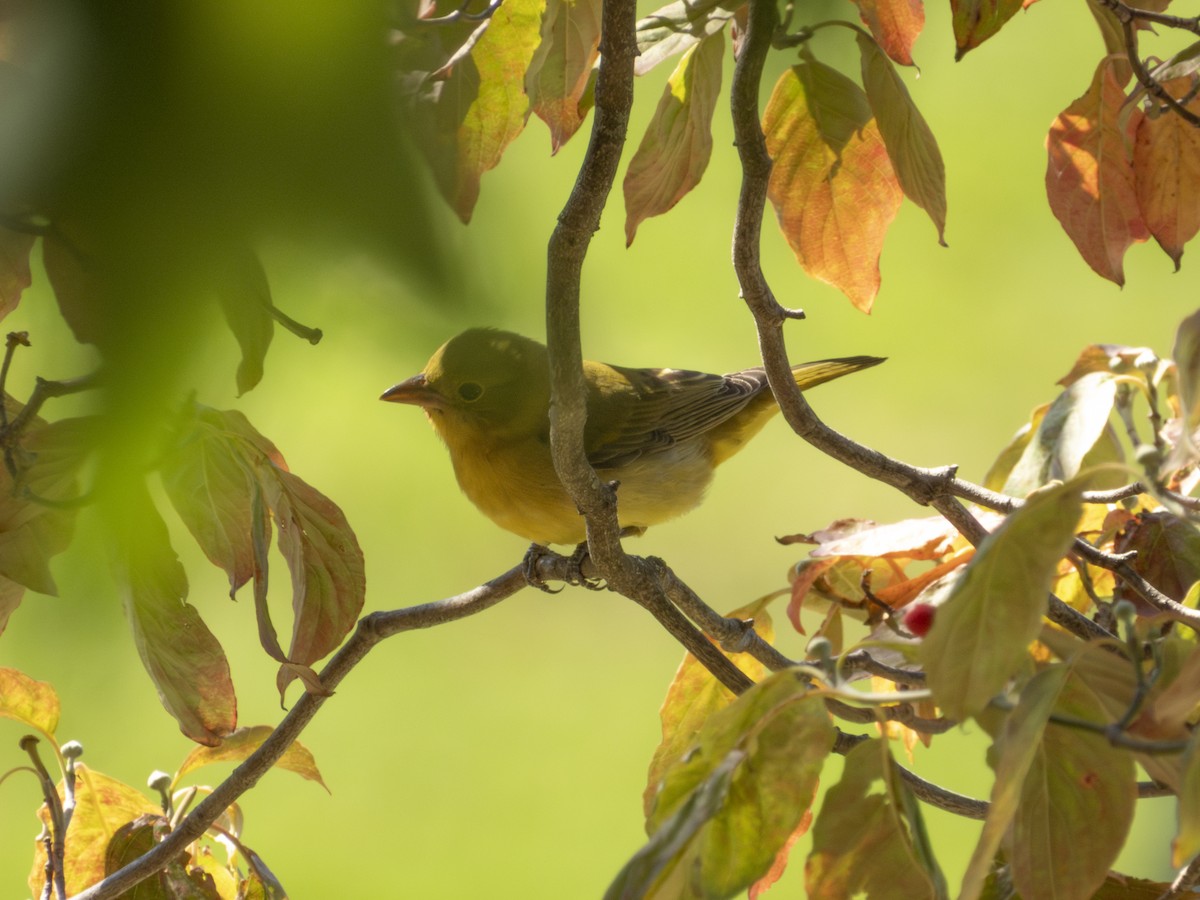 Scarlet Tanager - ML642792477