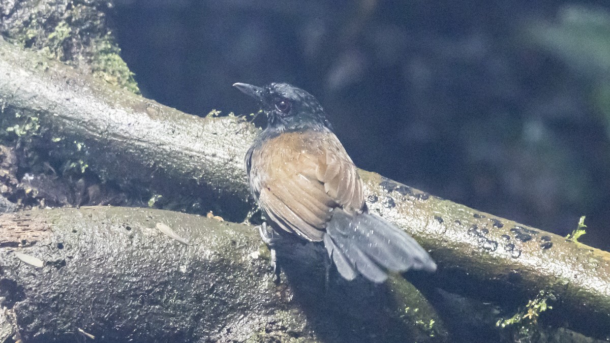 Glutaugen-Ameisenvogel - ML642792486