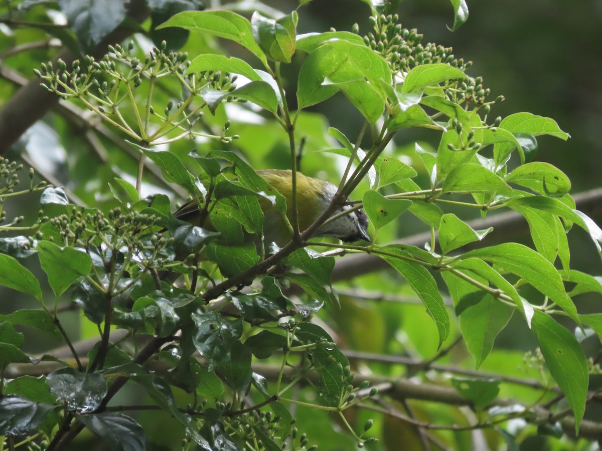 Sooty-capped Chlorospingus - ML642792487