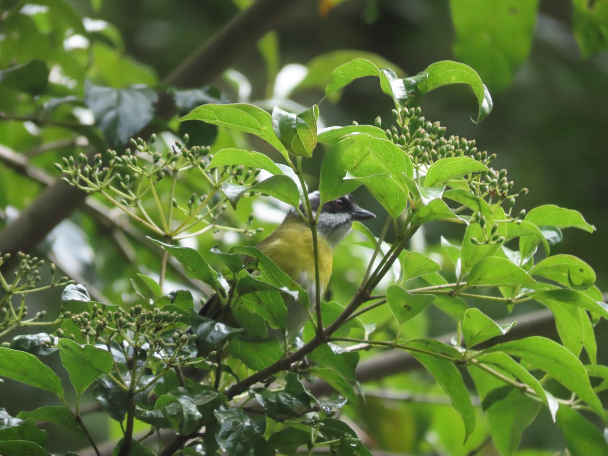 Sooty-capped Chlorospingus - ML642792488