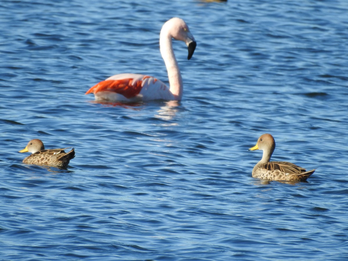 Chilean Flamingo - ML642792508