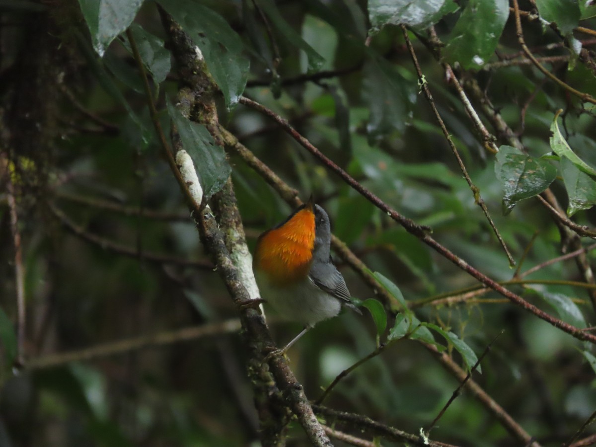 Flame-throated Warbler - ML642792522