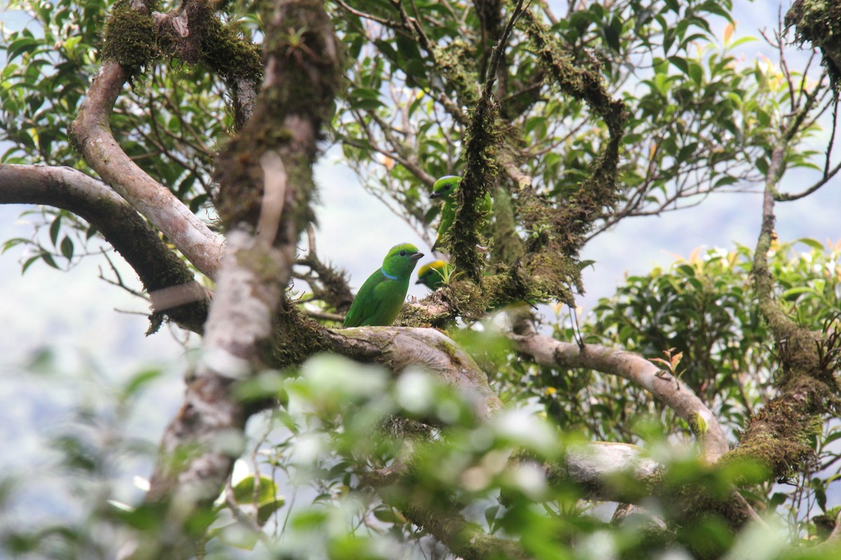 Golden-browed Chlorophonia - ML642792523