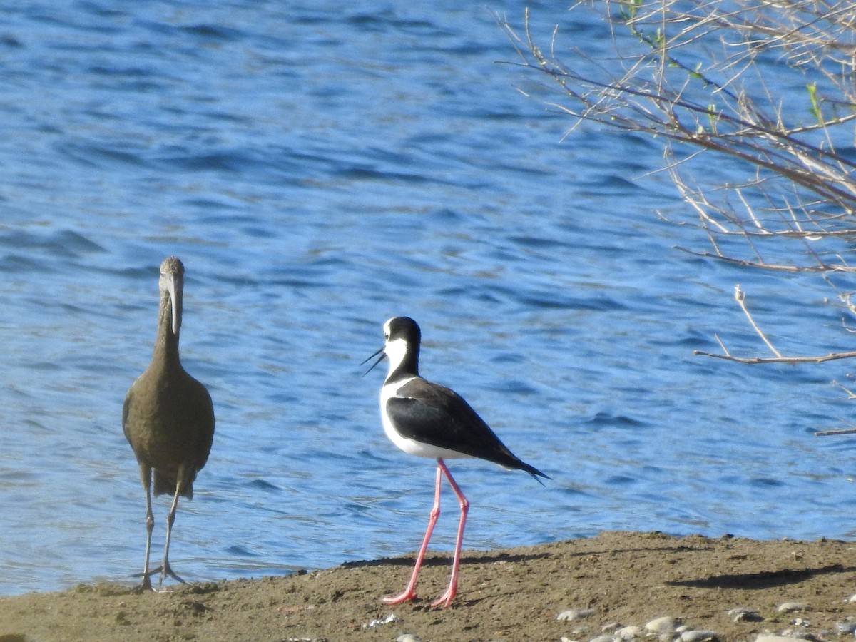 ibis americký - ML642792524